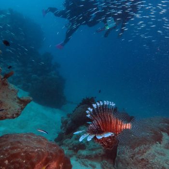 Great Barrier Reef marine life