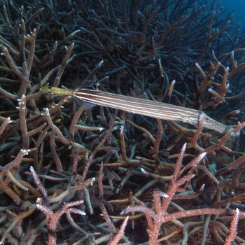 Great Barrier Reef marine life