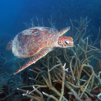 Great Barrier Reef Turtle