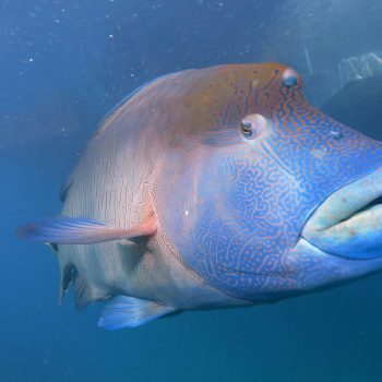 Great Barrier Reef Maori Wrasse