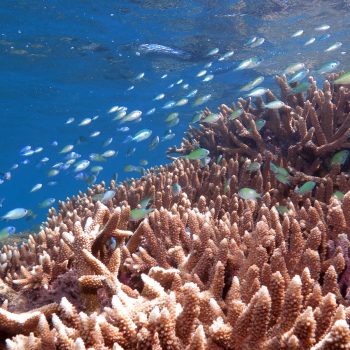 Great Barrier Reef marine life