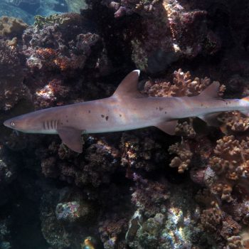 Great Barrier Reef Shark