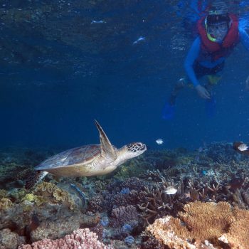 Great Barrier Reef marine life