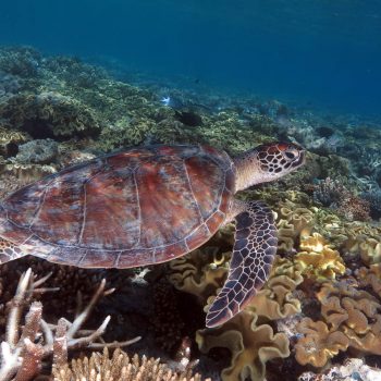 Great Barrier Reef marine life