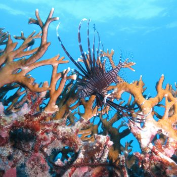 Great Barrier Reef marine life