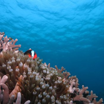 Great Barrier Reef marine life