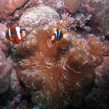 Great Barrier Reef marine life