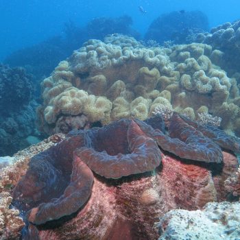 Great Barrier Reef marine life