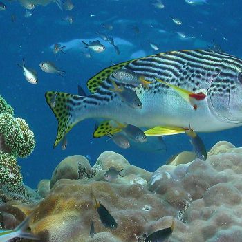 Great Barrier Reef Marine Life