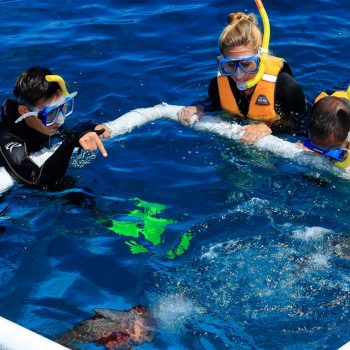 Snorkelling on the Great Barrier Reef