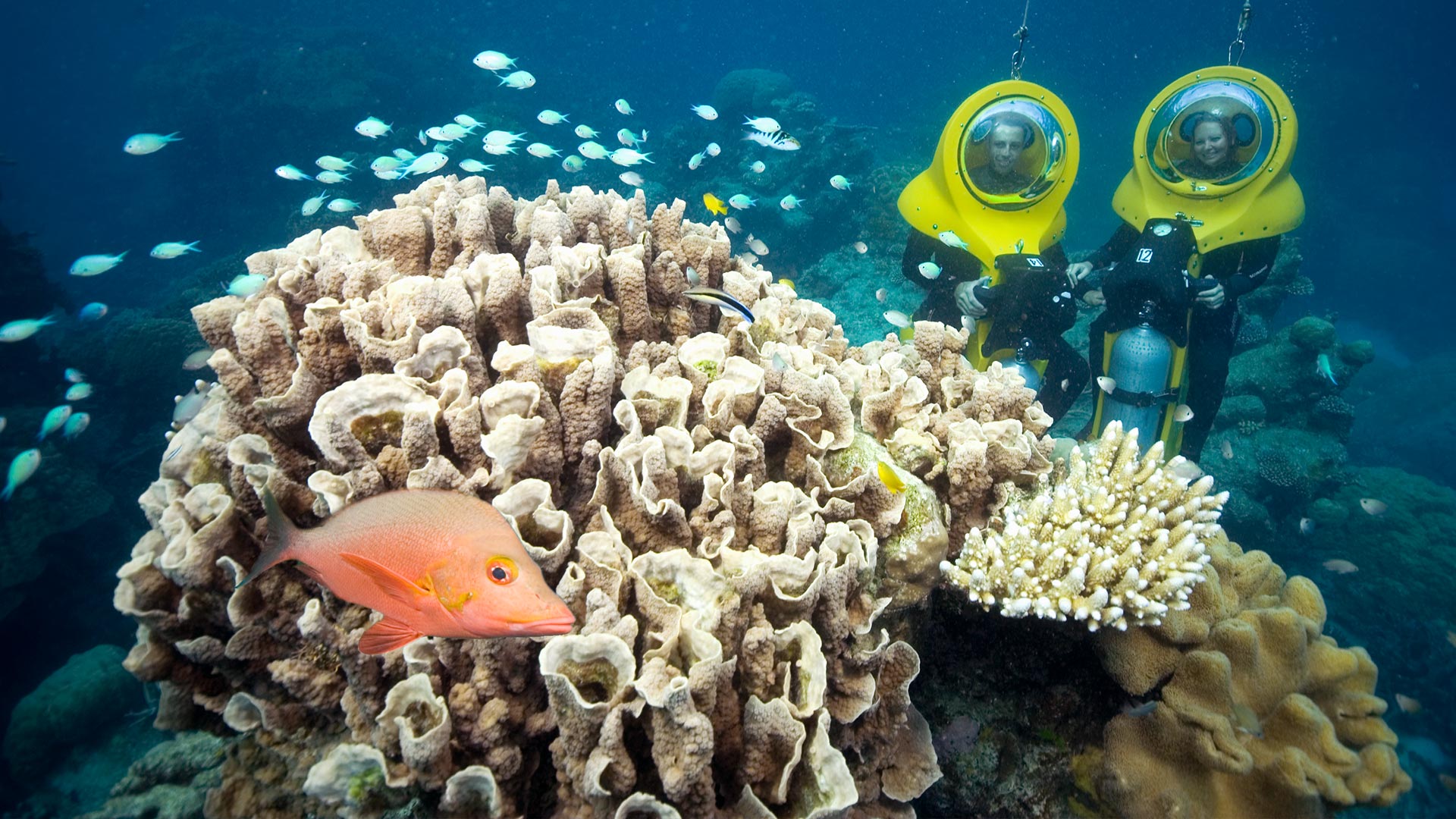 Scuba Doo on the Great Barrier Reef
