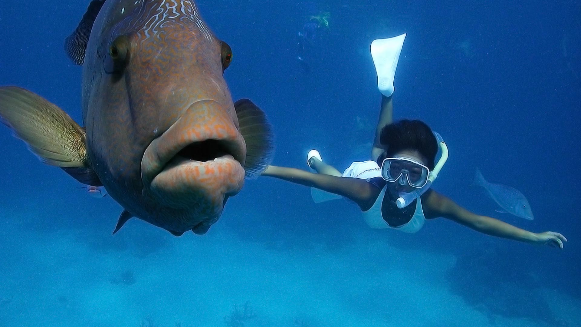 Snorkelling at the Great Barrier Reef