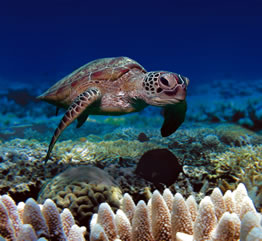 Reef Turtles