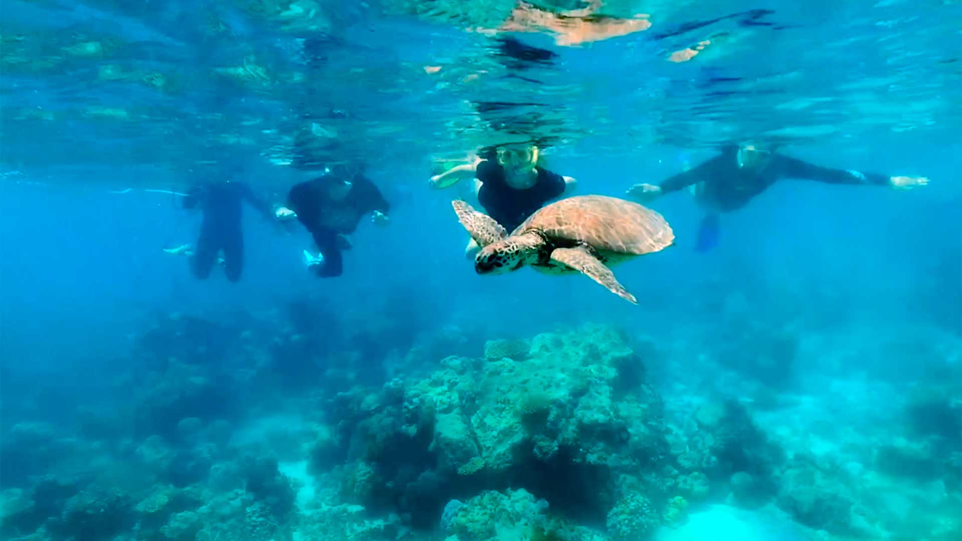 Great Barrier Reef Glass Aquarium Fish Viewing